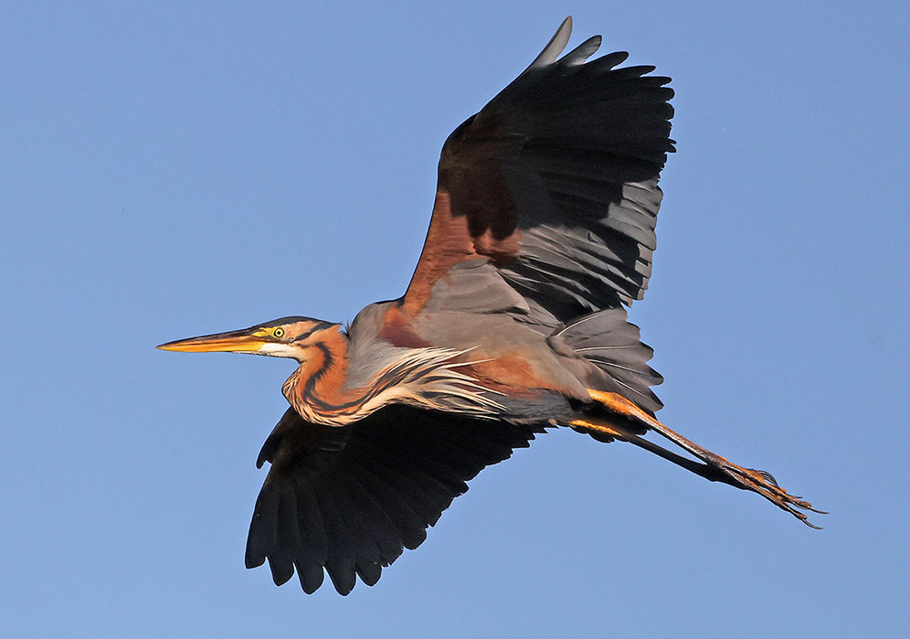 Purple Heron